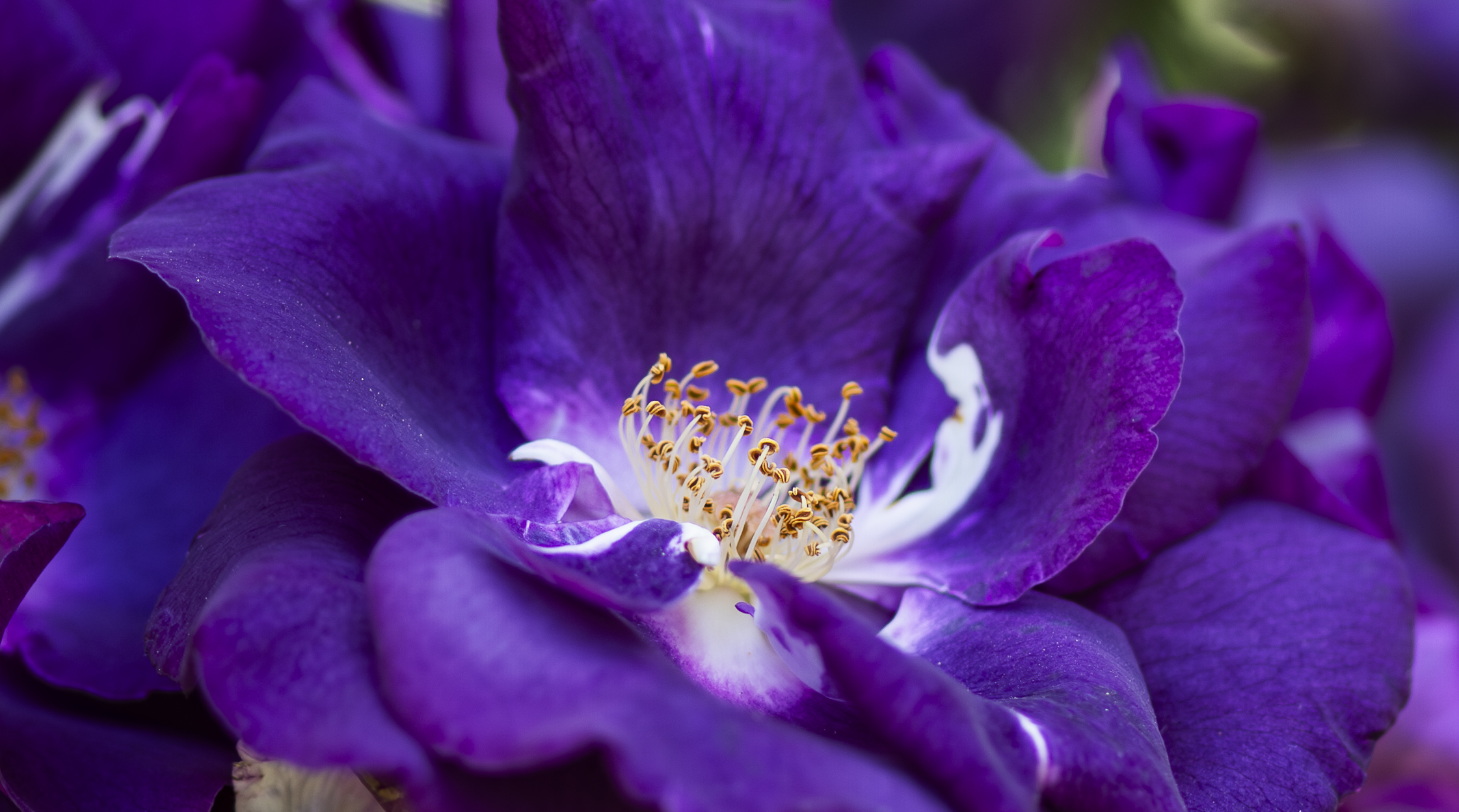 The fine detail of purple rose petals and golden stamens.
